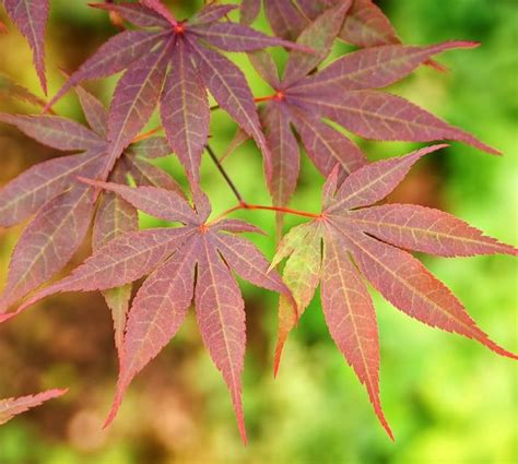 Acer Palmatum Yezo Nishiki Farmyard Nurseries