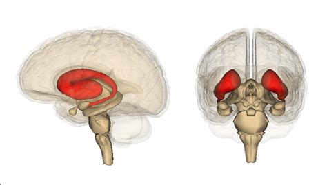 Striatum Diagram IMAGE EurekAlert Science News Releases