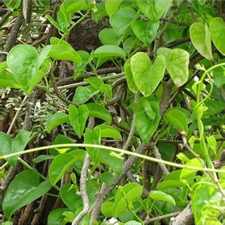 Major Phytochemicals Present In Tinospora Cordifolia With Their