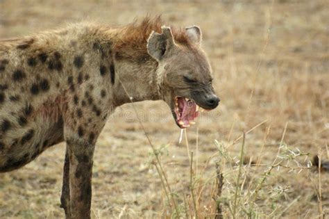 Hyena Teeth