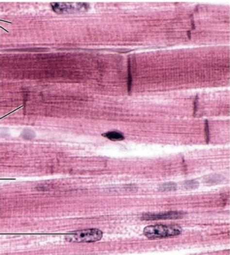 Histology Of Cardiac Muscle