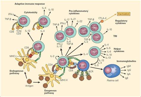 Overview Of T Cell Subsets Immunopaedia