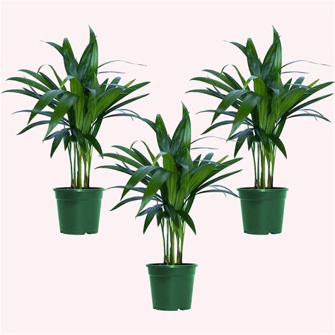 Buy an Areca Palm 3 Pack Live Plant | American Plant Exchange ...