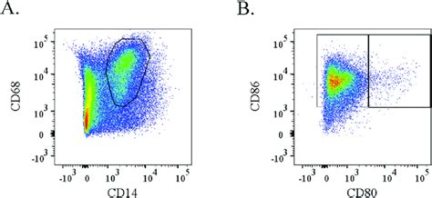 Flow cytometric analysis of CD80 À and CD86 positive cellsDot plot