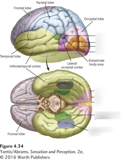 Perception Recognising Visual Objects Diagram Quizlet