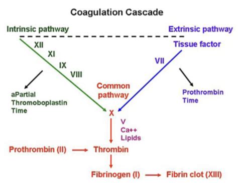 Disorders Of Hemostasis Abnormal Clotting And Bleeding Flashcards Quizlet