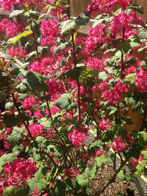 Flowering Currant Red Peppercorn Plants Currants