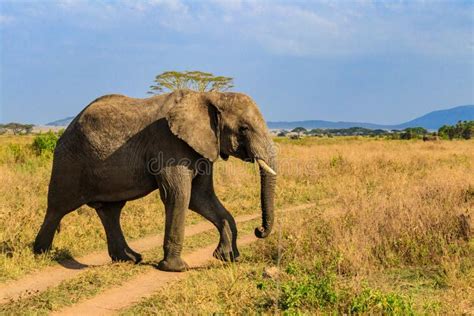 African Elephant Crossing Road In Savanna In Serengeti National Park In