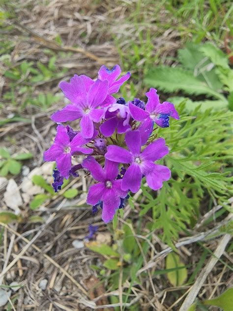 Dakota Mock Vervain From Frisco TX 75035 USA On May 09 2022 At 09 45