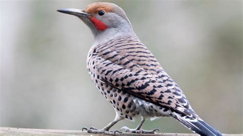 3 Types Of Flicker Birds & How To Identify Each - SongbirdHub