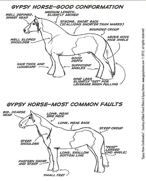 Gypsy Cobs History Spirit Farm Gypsy Cobs