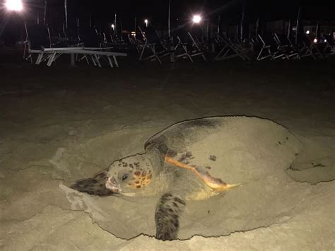 Ardea Tartaruga Depone Uova Sulla Spiaggia Radio Colonna