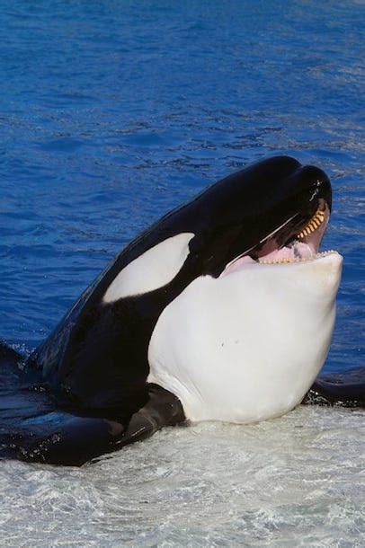 SeaWorld Killer Whale Breeding Ban