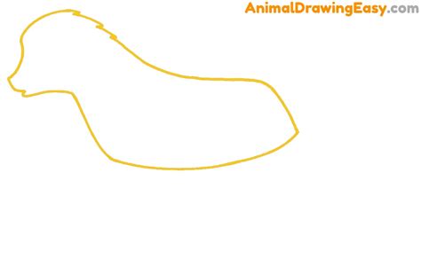 How to Draw a Baboon - Animaldrawingeasy.com