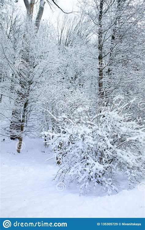 Snowy Day On A Forest White Trees And Bushes With Red Berries Stock