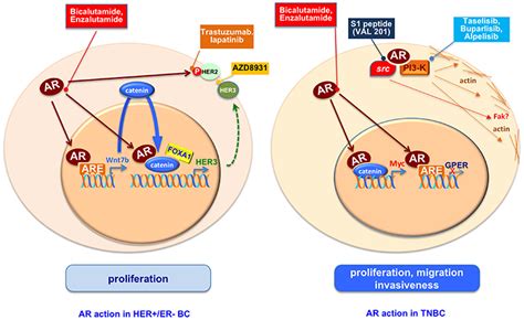 Frontiers The Androgen Receptor In Breast Cancer