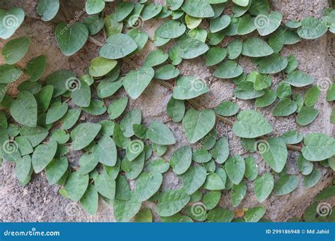 Planta De Hojas De Higo Trepador En La Granja Foto De Archivo Imagen