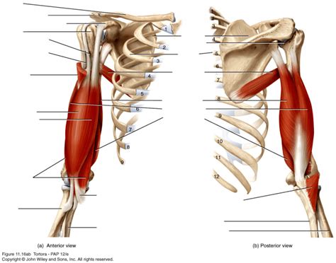 Muscles moving the radius and ulna Quiz