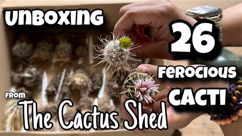 26 Spiny Cactus Plant Unboxing The Cactus Shed House Update May 2024 Cacti And