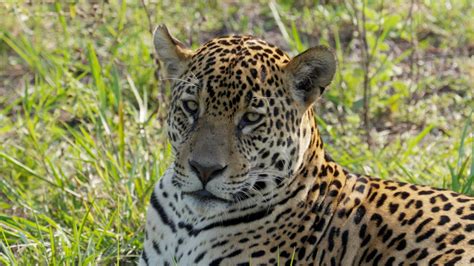 Male Jaguar - Graham Boulnois