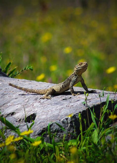 Lizard Tail Photos, Download The BEST Free Lizard Tail Stock Photos & HD Images