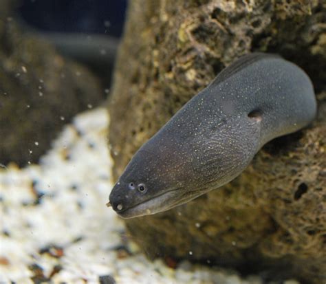 6 astonishing facts about the ELECTRIC EEL you didn’t know