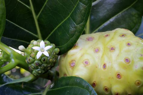 Morinda Citrifolia