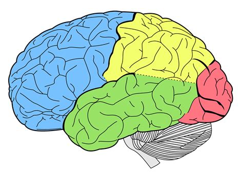 Q&A: Memory, brain function, and behavior—exploring the intricate connection through fear memories