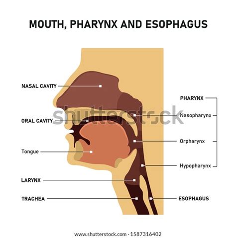 Mouth Pharynx Esophagus Upper Airway Anatomy Stock Vector Royalty Free