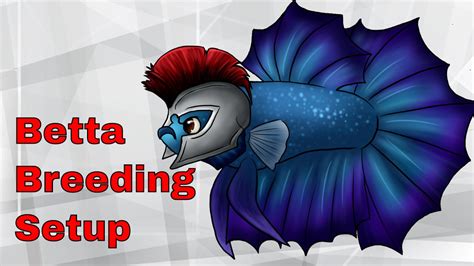 NEWEST BETTA BREEDING SETUP And BREEDING EXPLAINED - YouTube