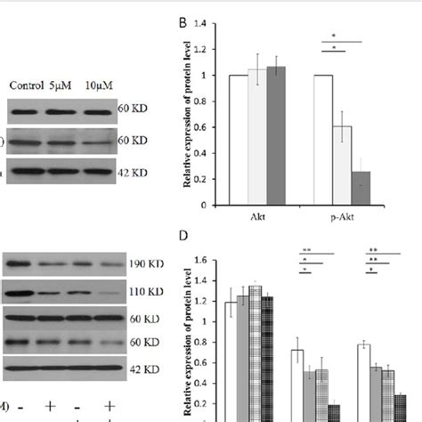 Effects Of Baicalin On The PI3K Akt Signalling Pathway A Expression