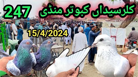 L Kallar Syedan Kabootar Mandi L Latest Update High Flyer Pigeon