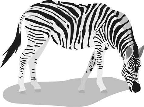 Isolated Standing Zebra Vector Illustration In Flat Style 10594514