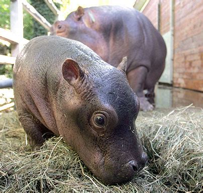 Mom and baby hippo - Hippos Photo (24490519) - Fanpop