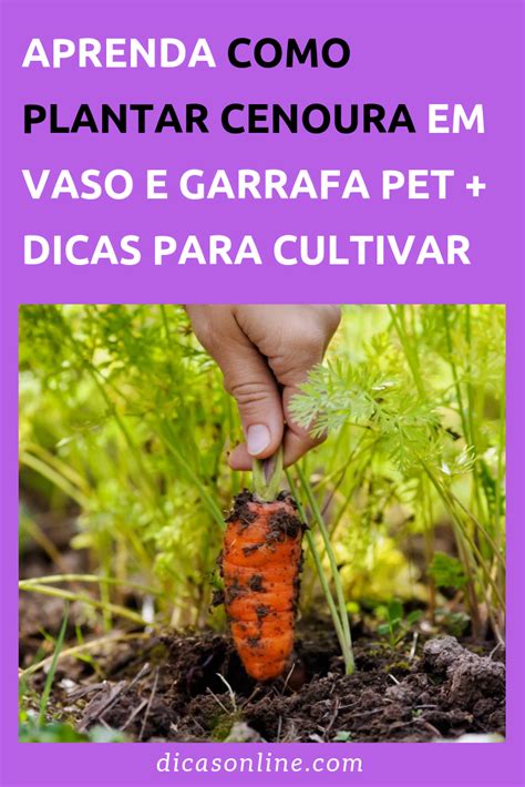 Como Plantar Cenoura Em Casa Cultivando Cenouras Jardim Comest Vel