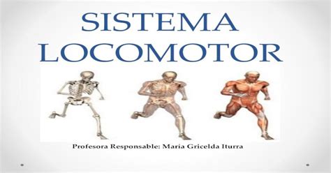 SISTEMA LOCOMOTOR SISTEMA LOCOMOTOR Profesora Responsable María