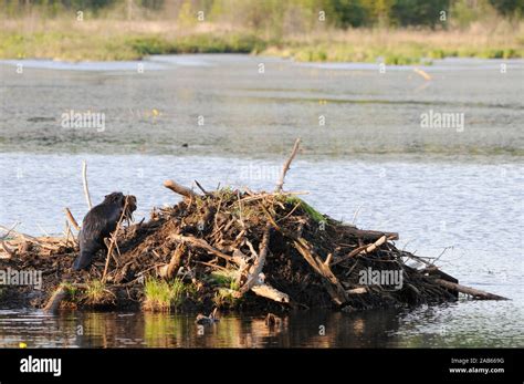 Beaver Wild Beaver Building Dam And Den While Exposing Its Body Head