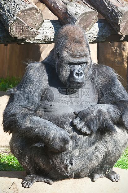 大猩猩国王荒野力量灵长类动物园男性哺乳动物动物黑色野生动物高清图片下载 正版图片321933743 摄图网