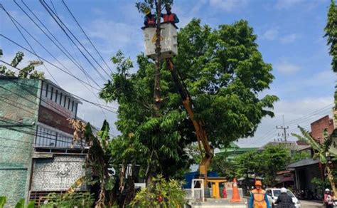 Membahayakan Pln Ponorogo Potong Puluhan Pohon Yang Ganggu Jaringan