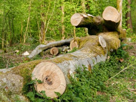 premium photo close   view   log  forest