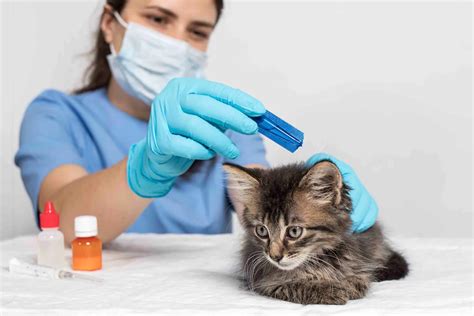 How to Get Rid of Fleas On Kittens | Money