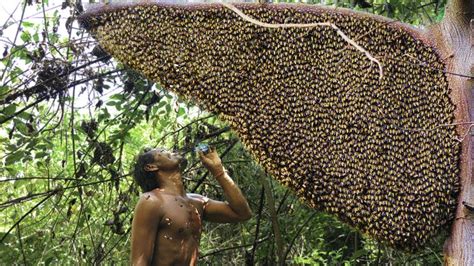 How To Harvest Honey Honey Harvesting Techniques Primitive Honey