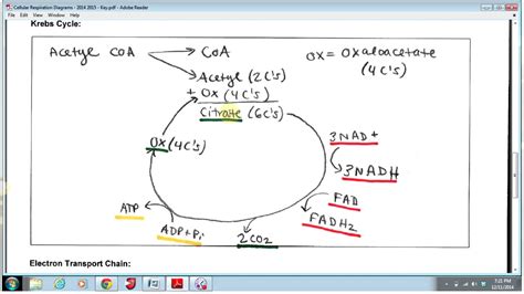 Krebs Cycle Simplified Diagram - Wiring Diagram Pictures