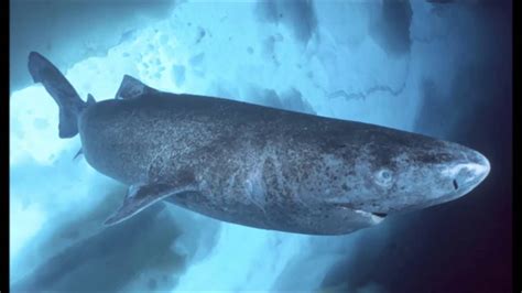 Greenland Shark Facts Youtube