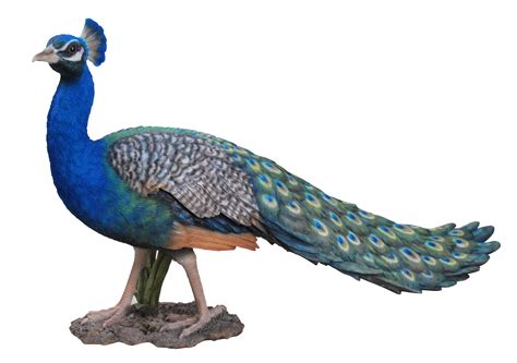 Peacock Png