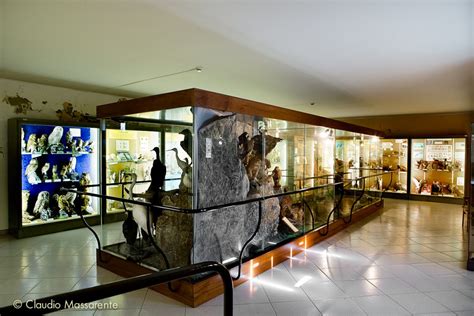 Museo Civico Di Storia Naturale Musei Carmagnola