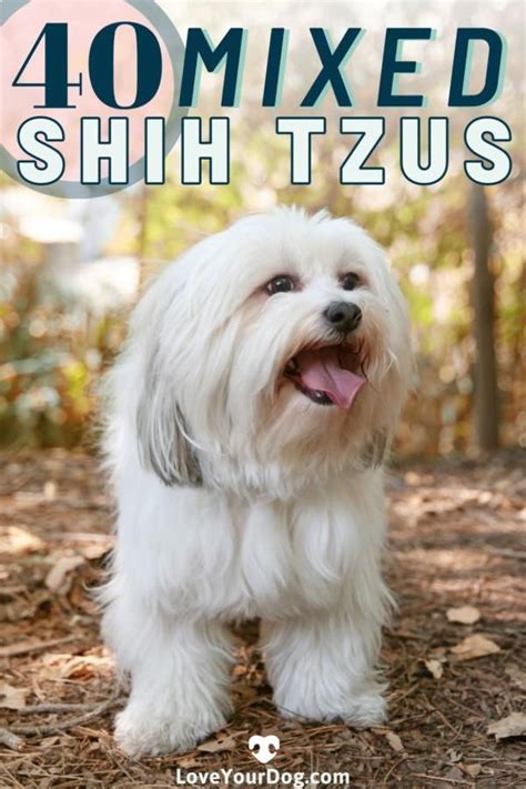 Shih Tzu Mixes 40 Unique Shih Tzu Crossbreeds With Pictures Artofit