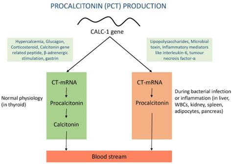 What Is Procalcitonin Pct Creative Diagnostics