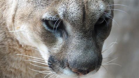 Niña De 9 Años Sobrevive Al Ataque De Un Puma En Washington El Nuevo Día