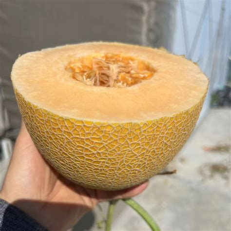 Hybrid F1 High Qualily Sweet Musk Melon Hami Melon Seeds For Growing